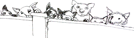 7dogs drawing of huskies staring silently