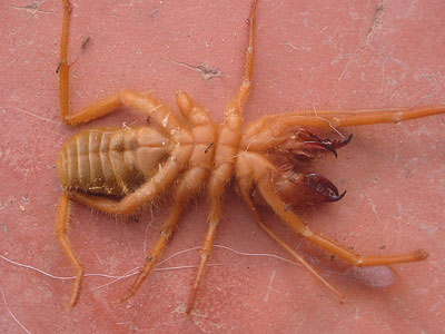 calitzdorp-spinnekop