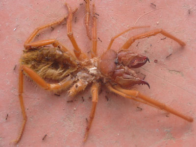 calitzdorp-spinnekop2