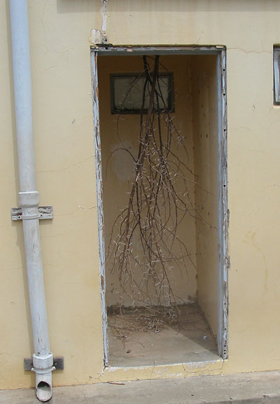 doringbos-in-calitzdorp-pos