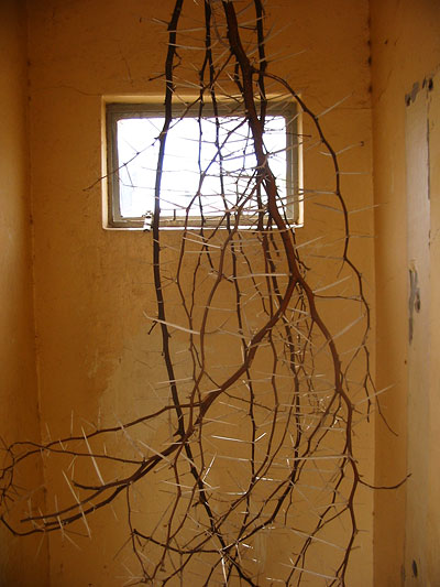 doringbos-in-calitzdorp2-po