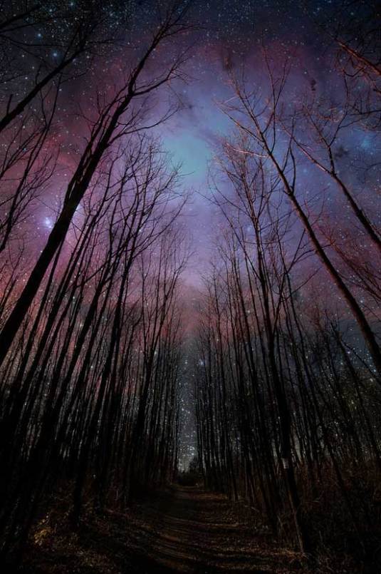 starry-forest