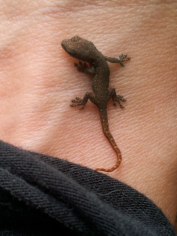 small_skink