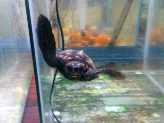 turtle_baby