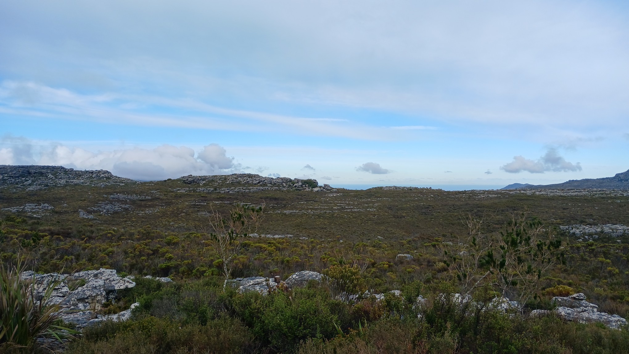 A stretch of fynbos shrubs under a pale blue sky streaked with clouds.