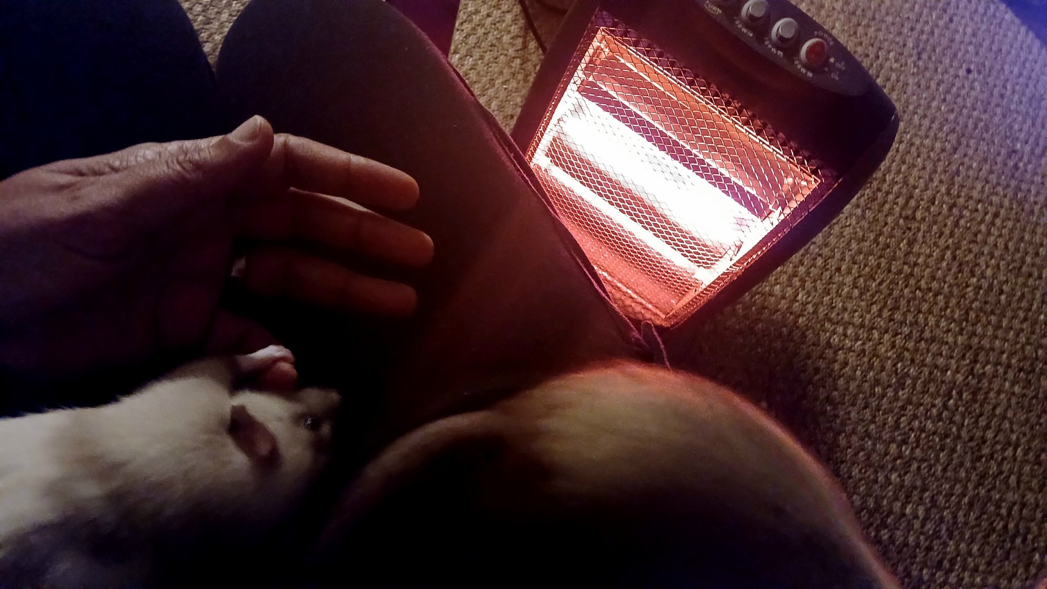 Me sitting in front of a glowing infrared heater with two rats on my lap. One of them has hold of my little finger and is cleaning it.